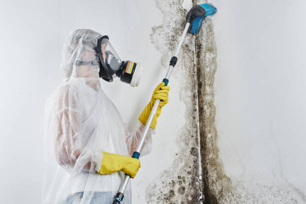 Best Mold Remediation Experts  in Jellico, TN