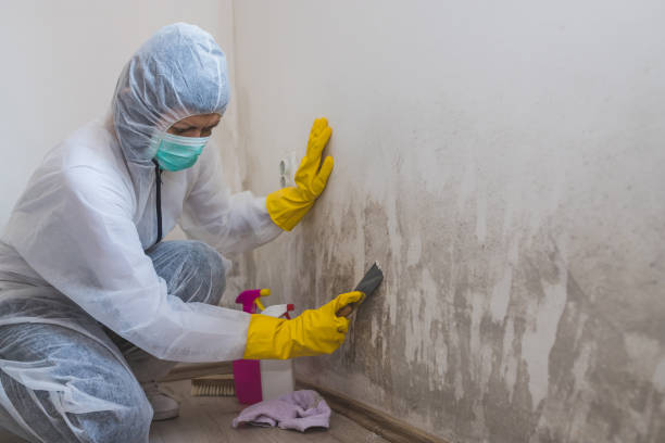 Best Commercial Mold Removal  in Jellico, TN