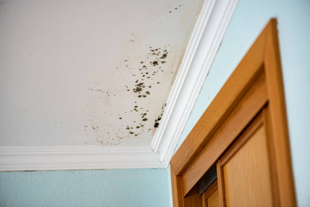Best Attic Mold Removal  in Jellico, TN