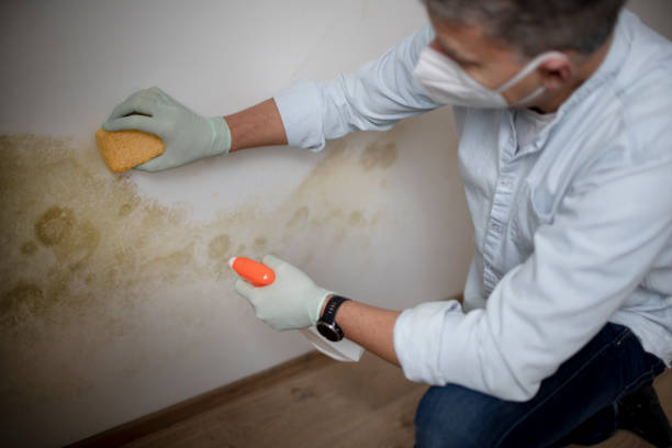 Best Mold Testing  in Jellico, TN