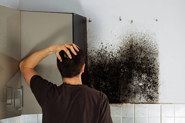 Certified Mold Removal in Jellico, TN