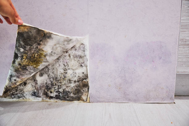 Best Fast Mold Removal  in Jellico, TN